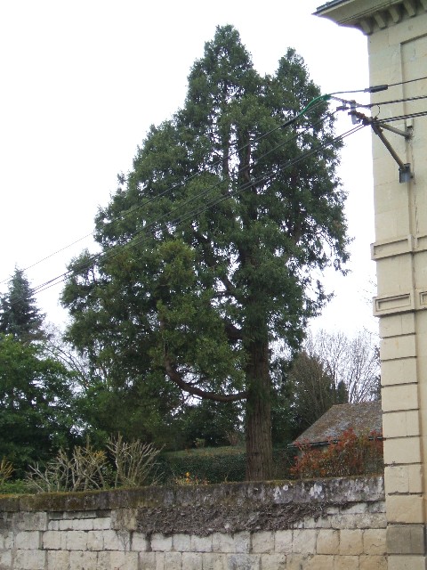 Séquoia géant à St Hilaire St Florent