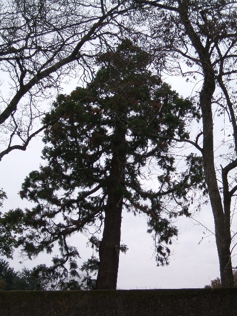 Séquoia géant au Manoir de la Jaunie