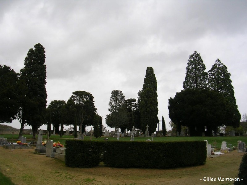 Séquoias géants au cimetière de Valanjou
