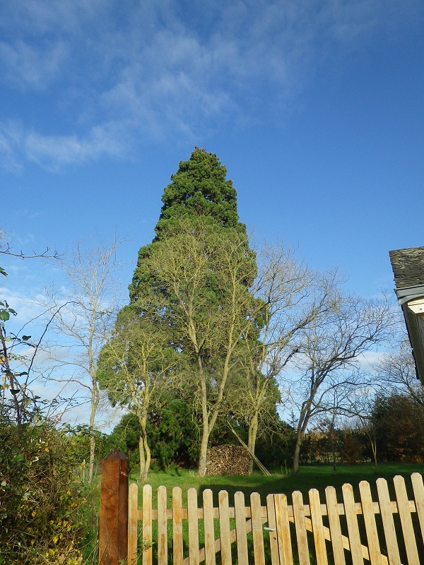 Séquoia géant à Vernantes
