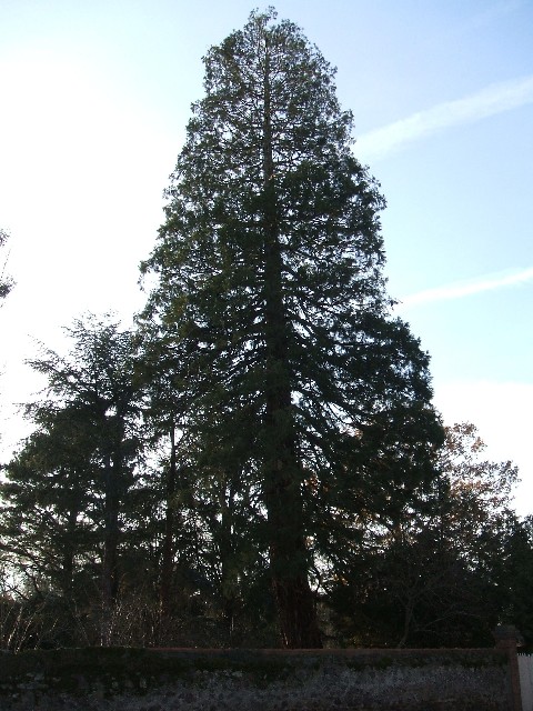 Séquoia géant à Vezins