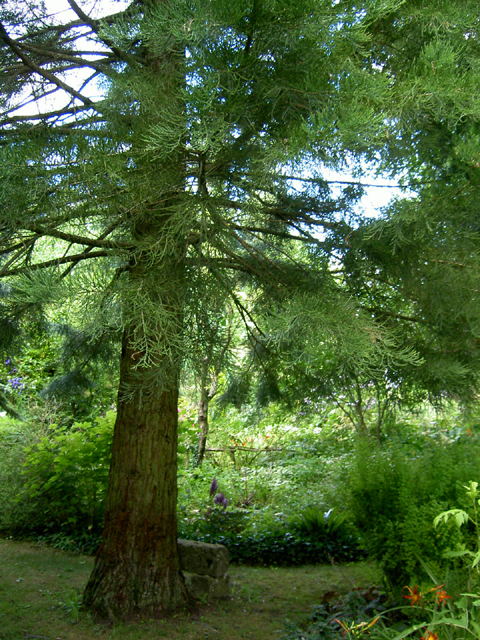 Tronc d'un jeune séquoia au Jardin-sous-les-Côtes © Julien Scordia