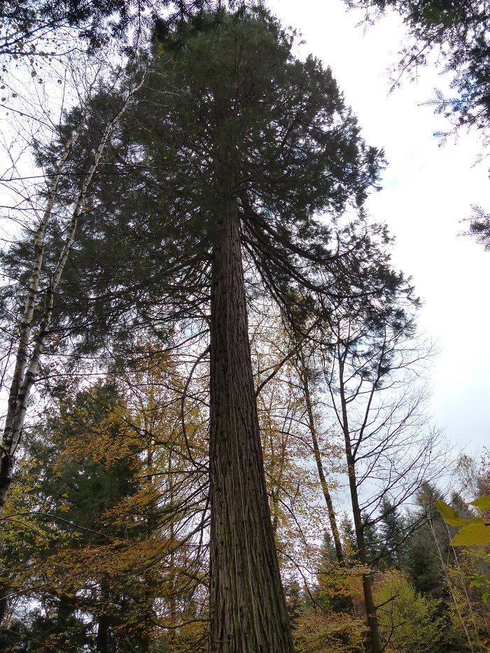 Séquoia géant à Claudon