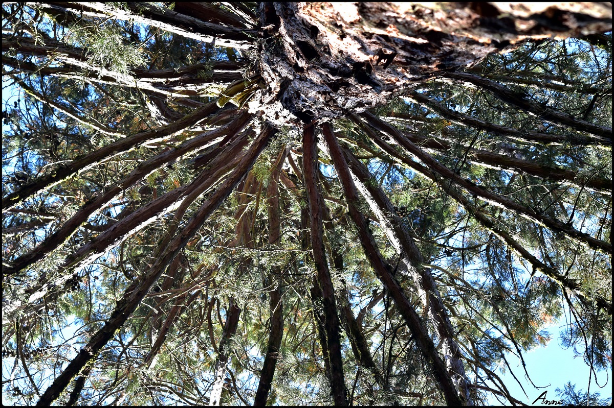 Séquoia géant à Claudon