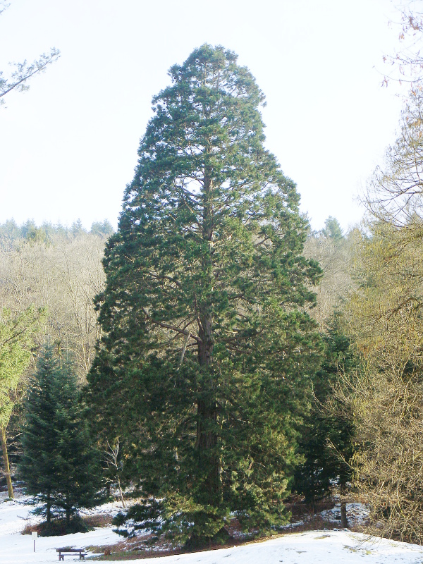 Séquoia géant à Eloyes