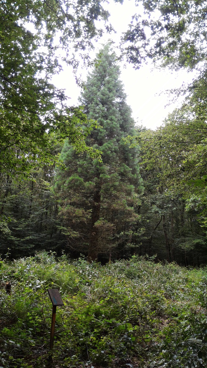 Séquoia géant à Givrycourt