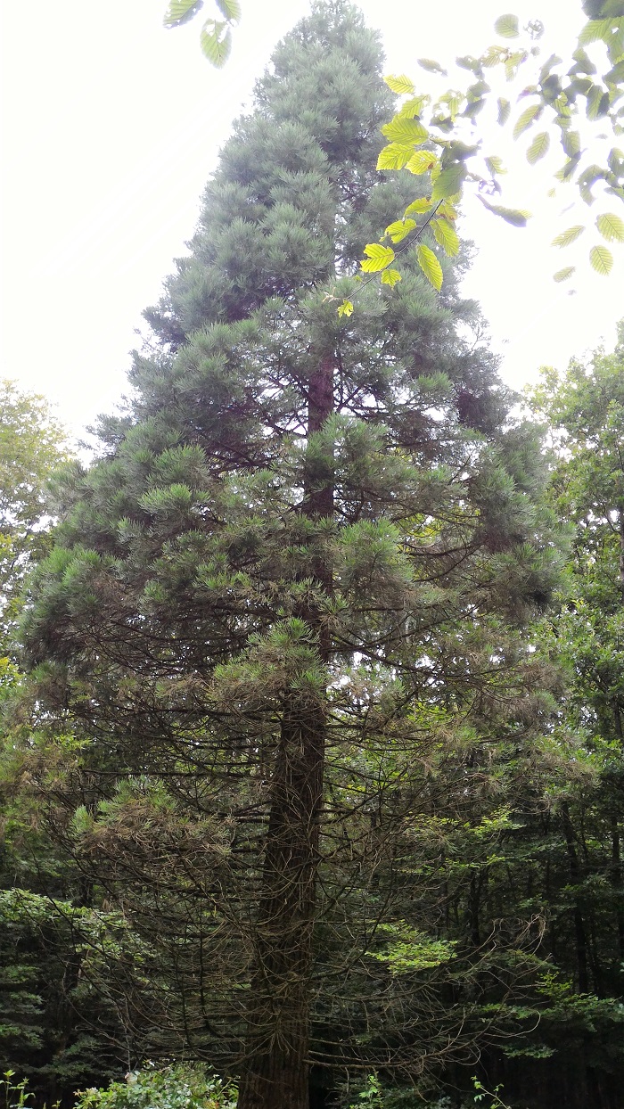 Séquoia géant à Givrycourt