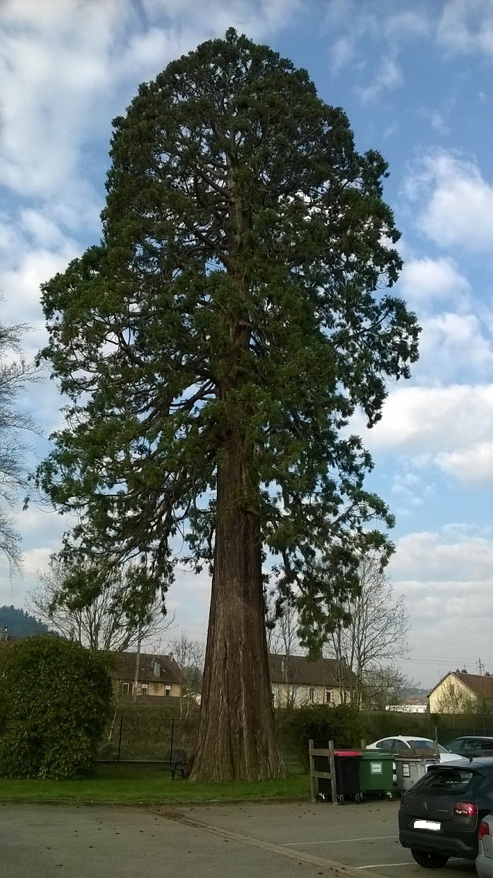 Séquoia géant à Remiremont