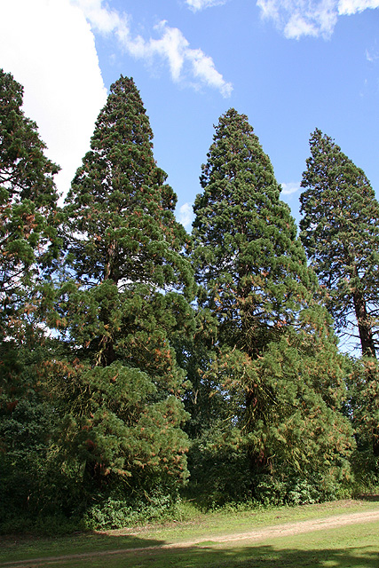 Séquoias géants, Mennecy © Stéphane Sudre