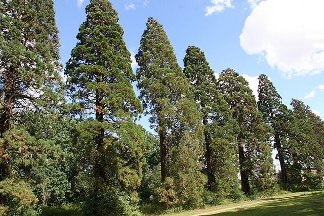 Les séquoias de Mennecy © Stéphane Sudre
