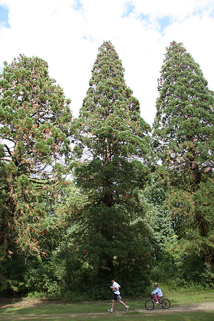 Sequoiadendron giganteum © Stéphane Sudre