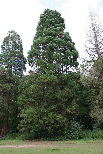 sequoiadendron giganteum © Stéphane Sudre