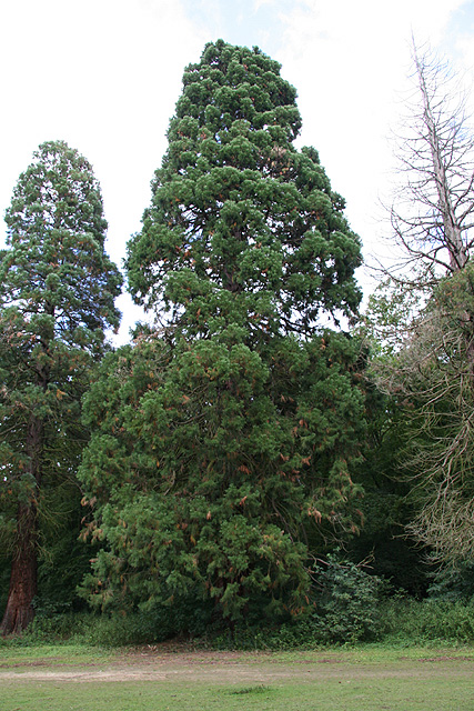 sequoiadendron giganteum © Stéphane Sudre