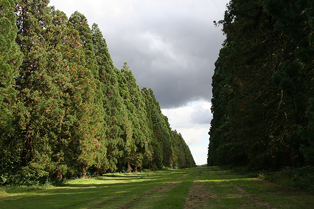 L'allée des séquoias dans le parc de Villeroy © Stéphane Sudre