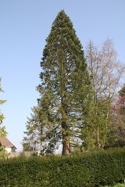 Séquoia géant  Mesnil-Verclives ©Stéphane Sudré