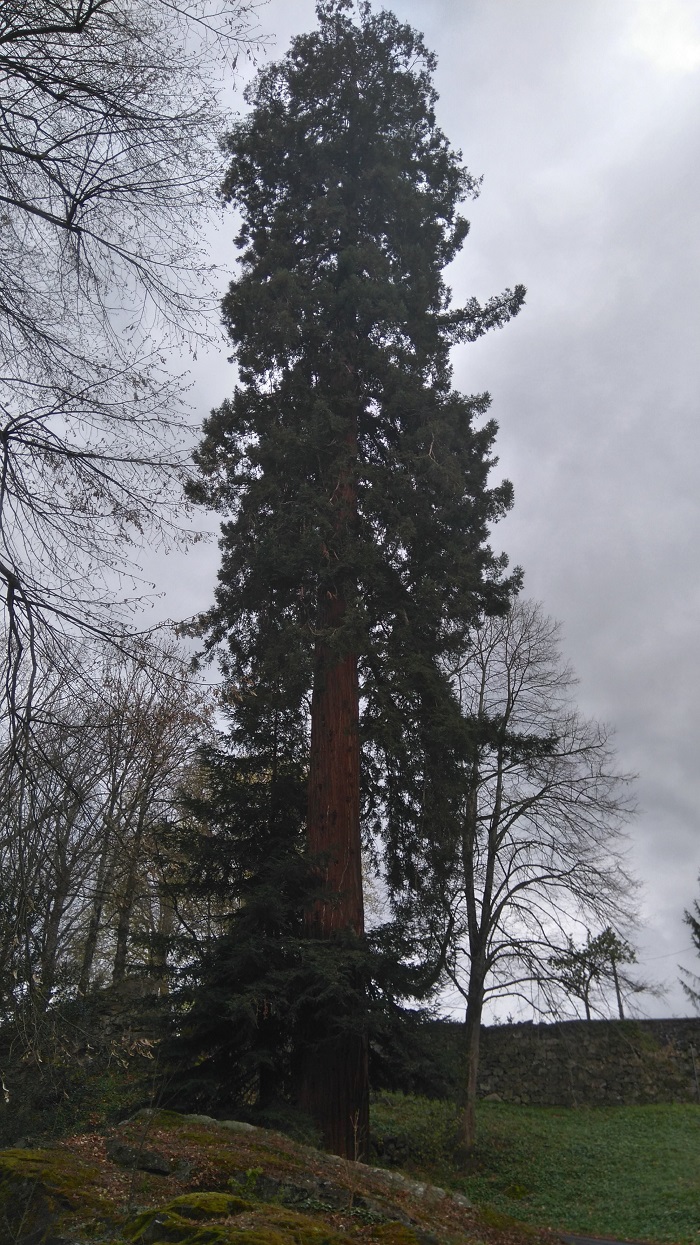 Séquoia sempervirens