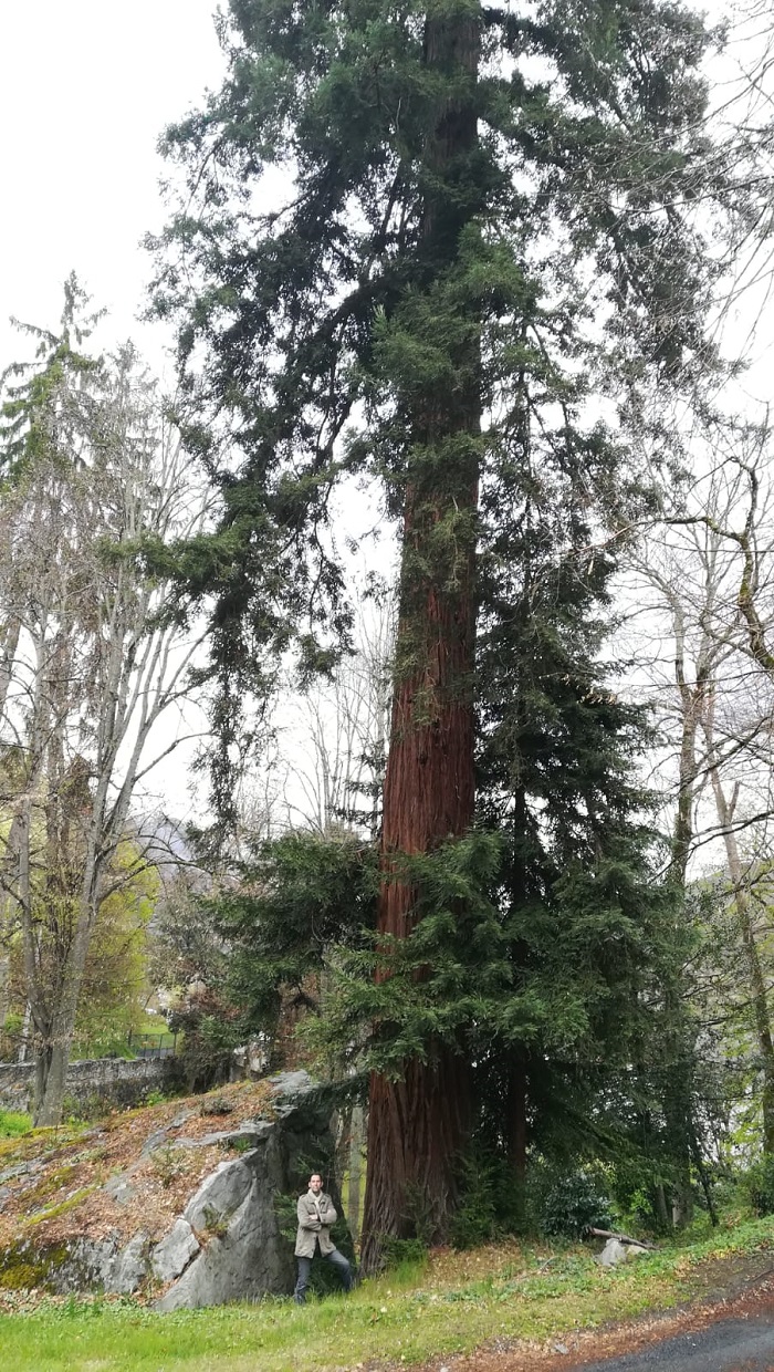 Séquoia sempervirens