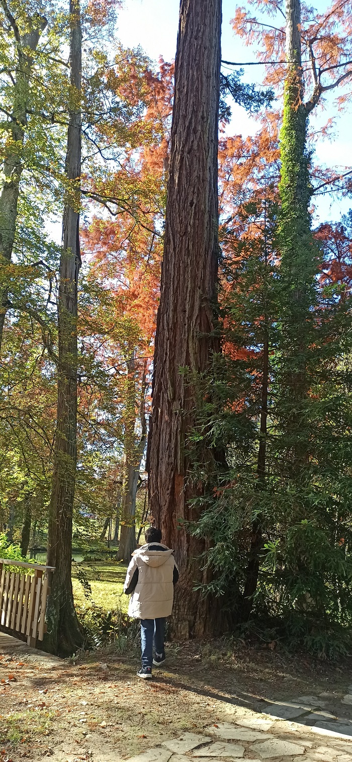 Séquoias sempervirens