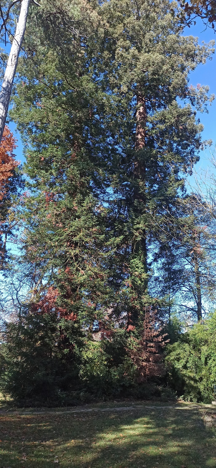 Séquoias sempervirens