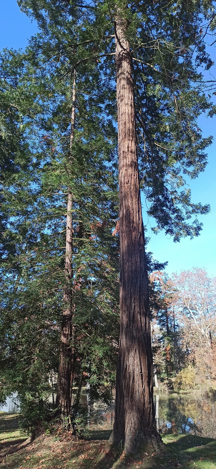 Séquoias sempervirens