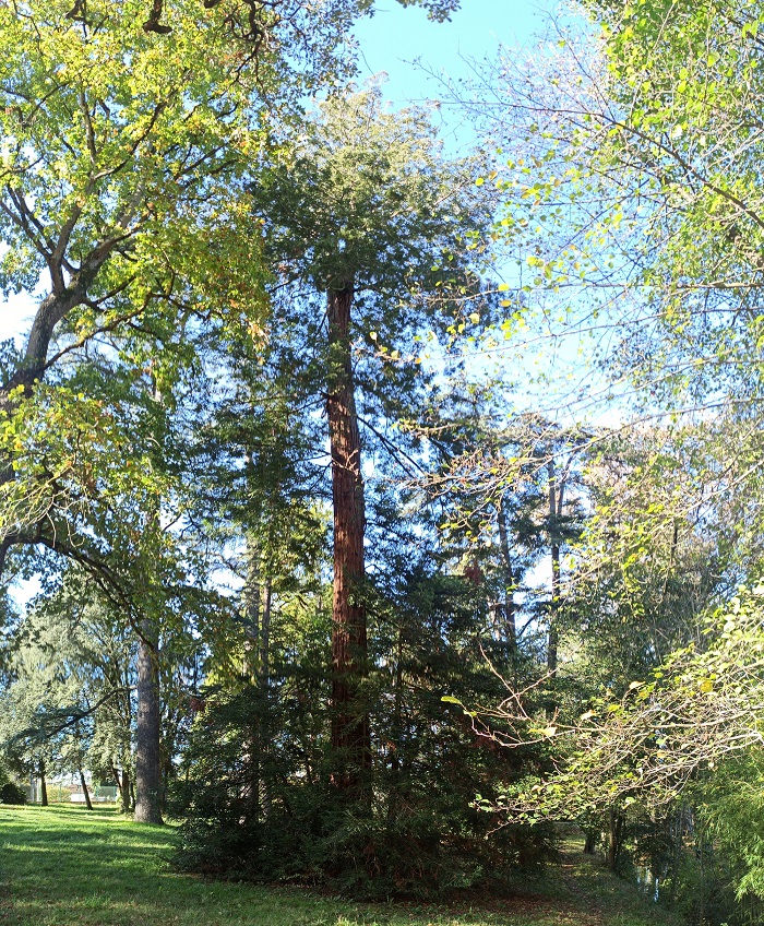 Séquoias sempervirens