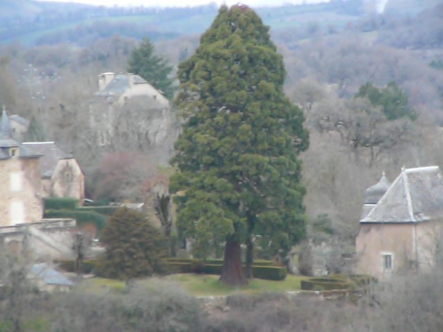 Séquoia géant