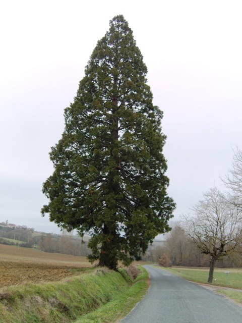 Séquoia géant à Cambon-ls-Lavaur