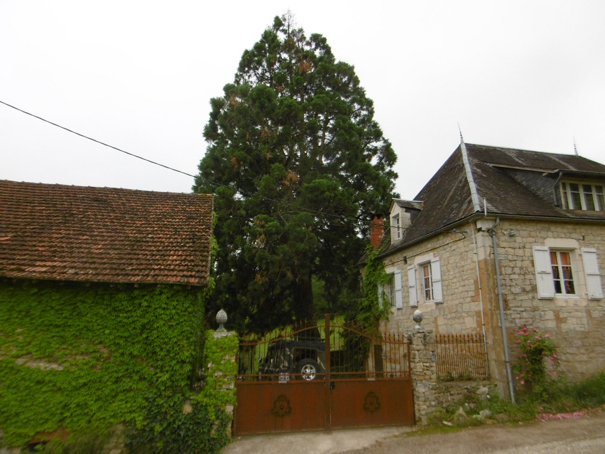 Séquoia géant à Cavagnac