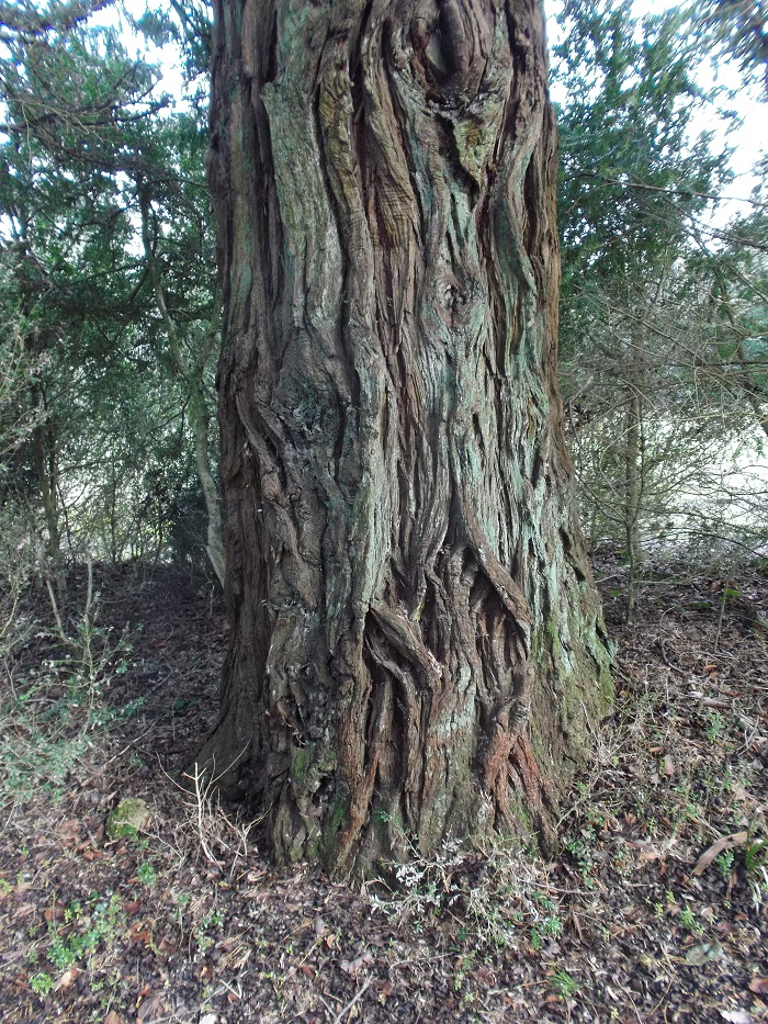 Séquoia sempervirens