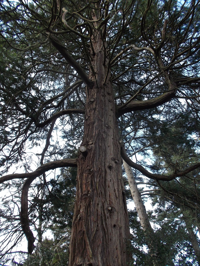 Séquoia sempervirens