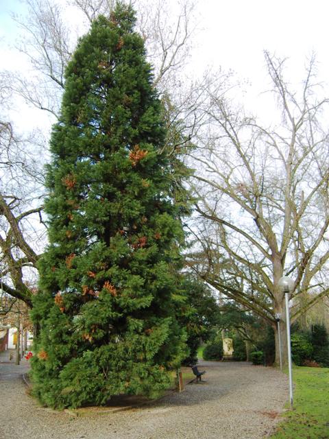 Séquoia géant, Jardin des Plantes