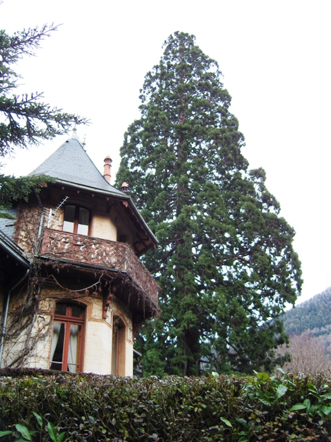 Séquoia géant, Parc Rostand