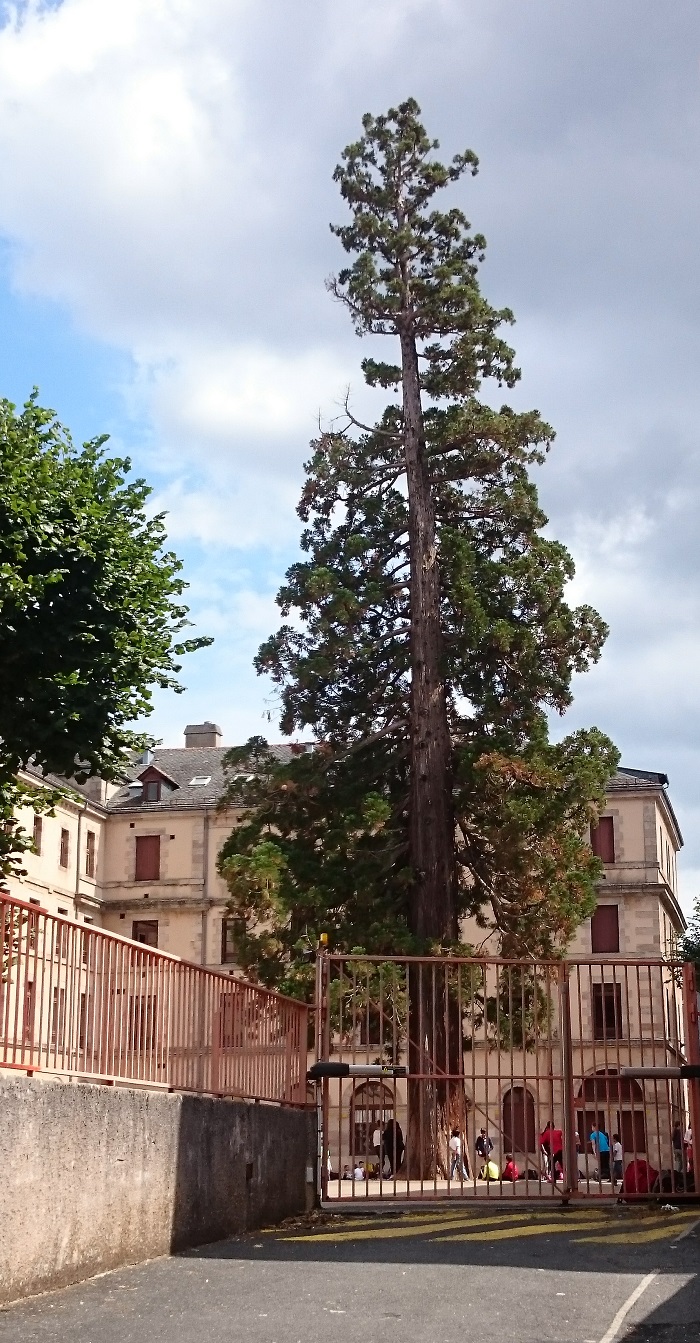 Séquoia géant à Rodez