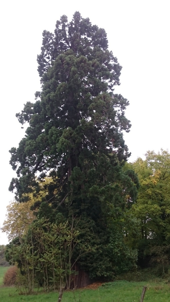 Séquoia géant à Rodez