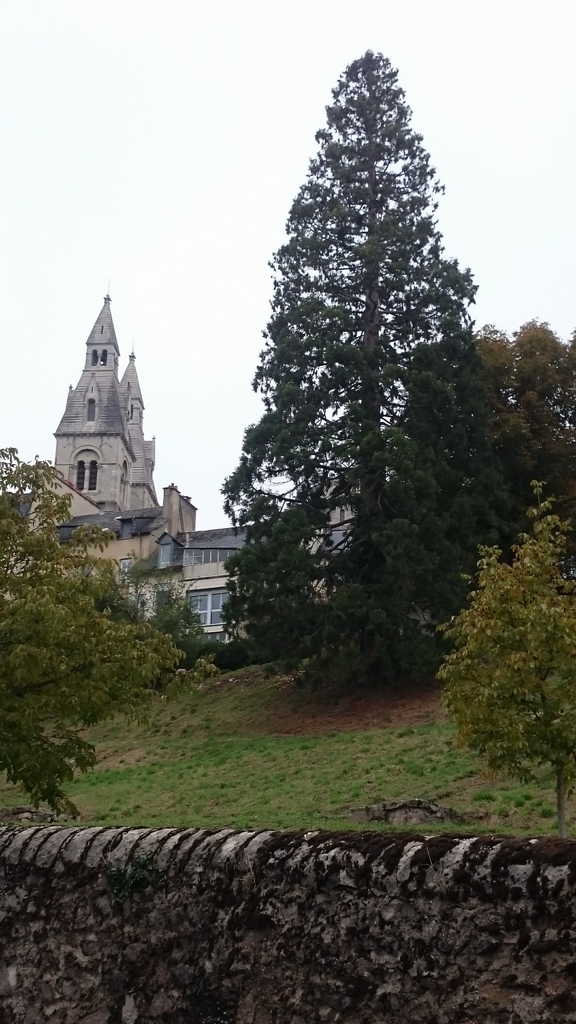 Séquoia géant à Rodez