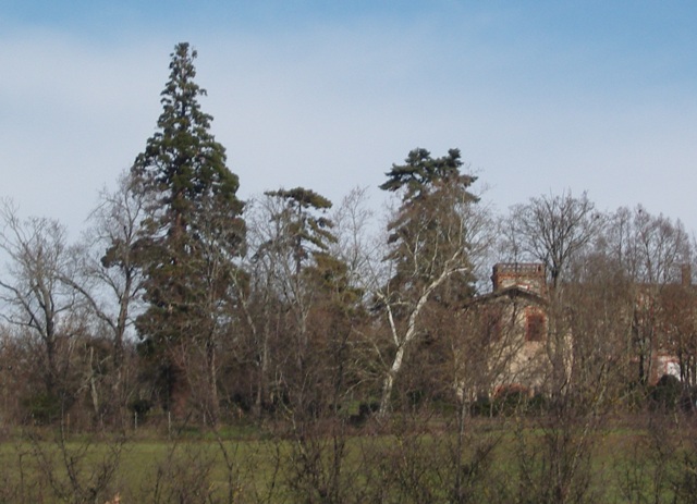 Séquoia géant à Saint-Orens