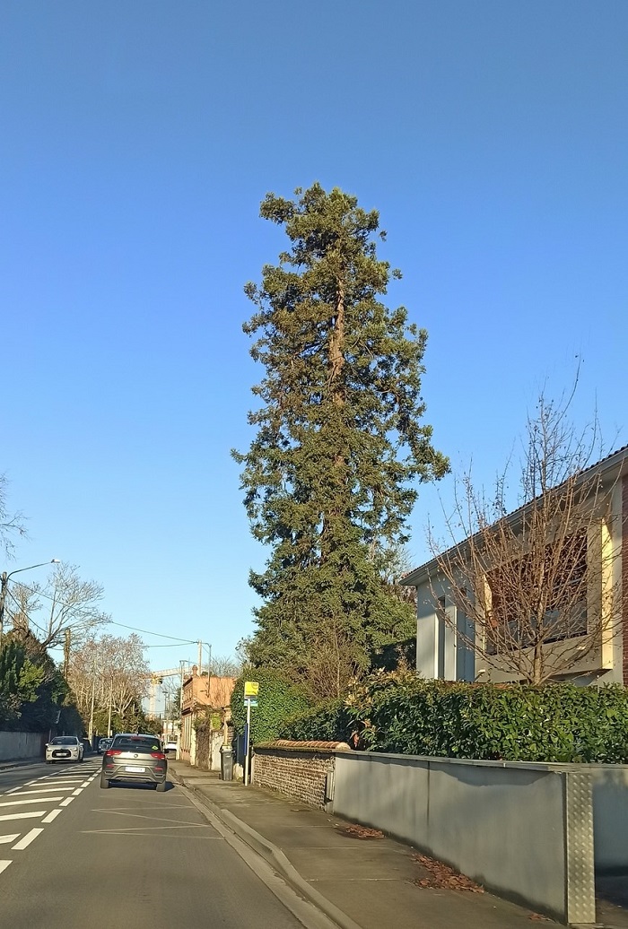 Séquoia sempervirens