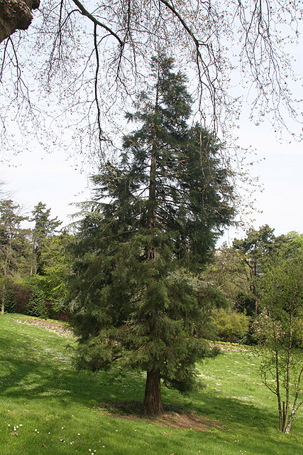 Séquoia géant, Montsouris © Stéphane Sudre