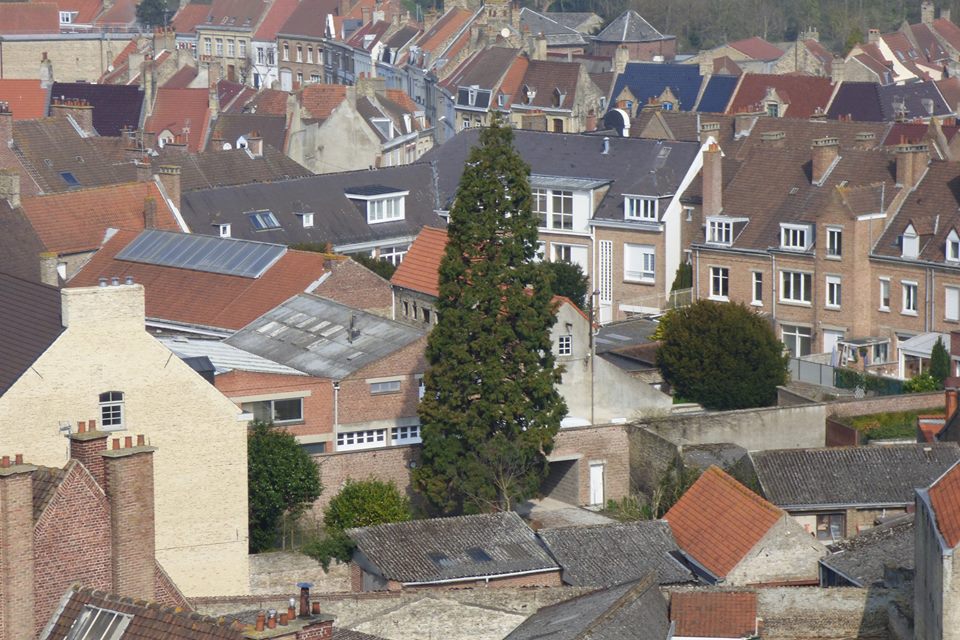 Séquoia géant à Bergues