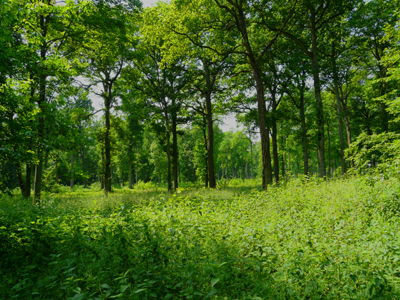 Forêt de Bon-Secours