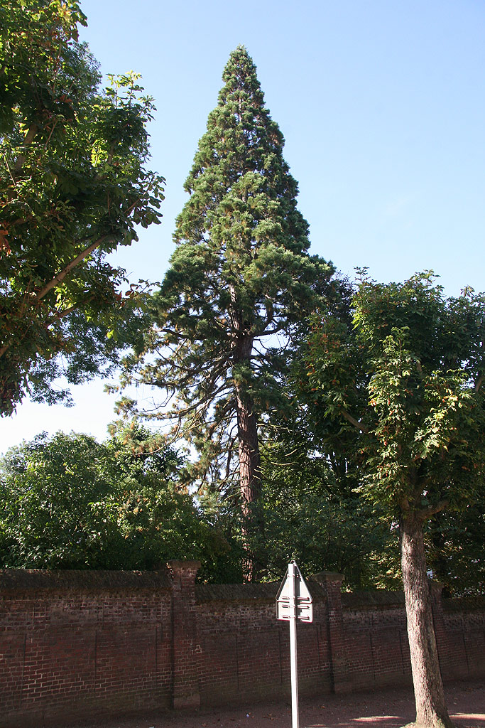 Séquoia géant à cambrai