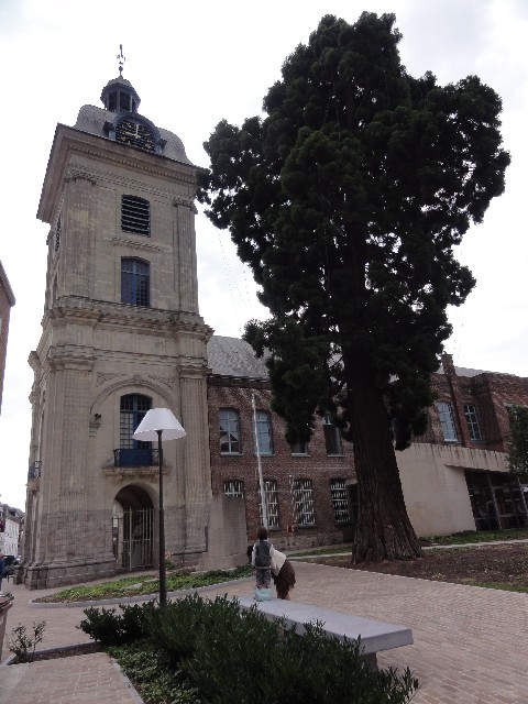 Séquoia géant Le Quesnoy