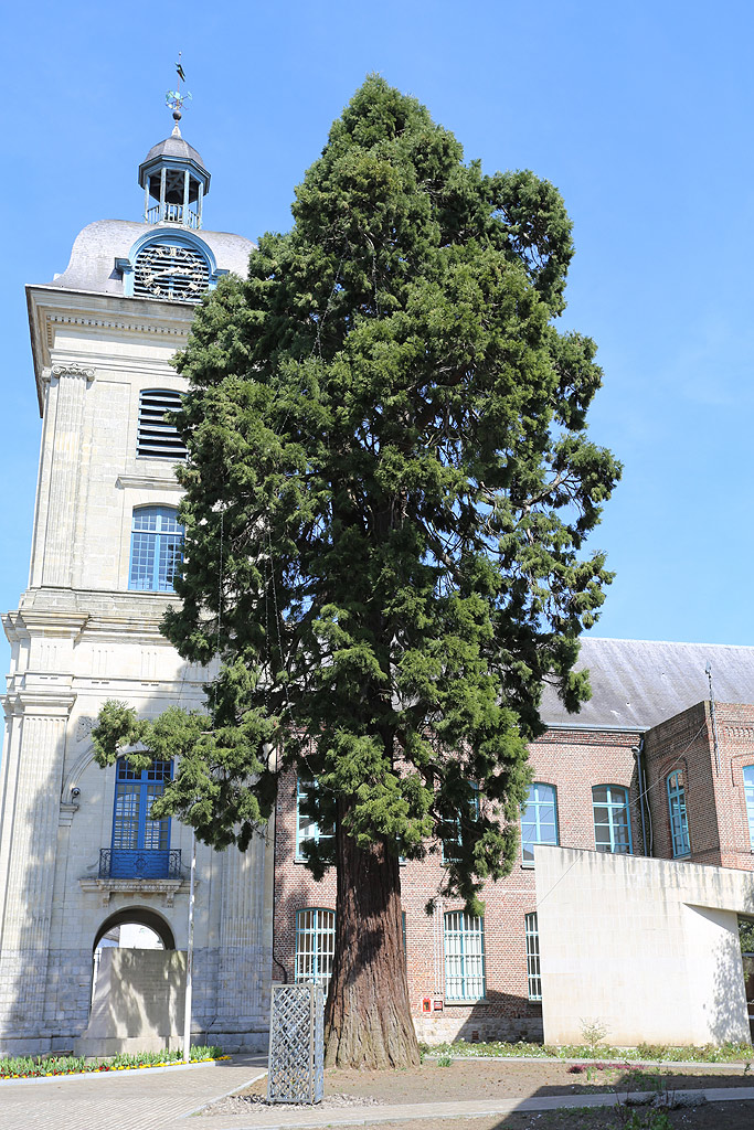 Séquoia géant Le Quesnoy