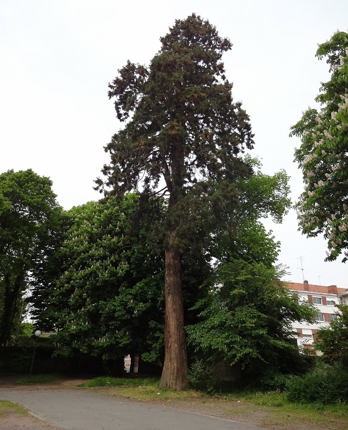 Séquoia géant à Le Quesnoy