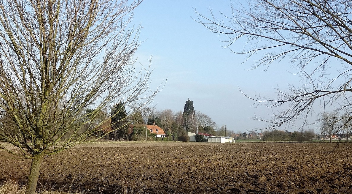 Séquoia géant à Santes