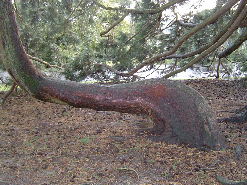 Phénomène de marcottage de séquoia géant © Eric Touya