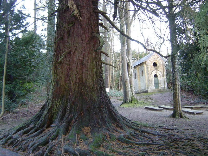 Arbre veillant sur les tombes et la chapelle © Eric Touya