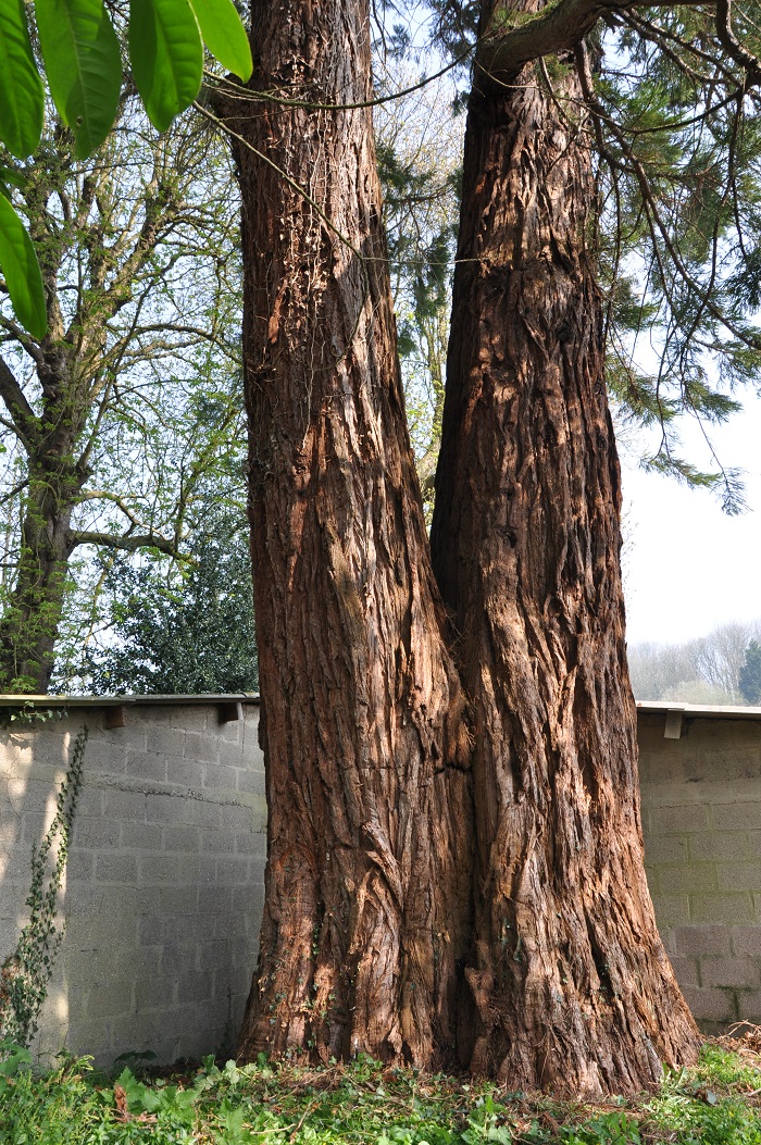 Séquoia géant à Bolbec