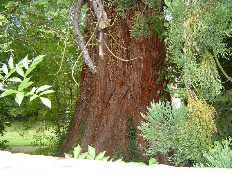 Séquoia géant à Brionne