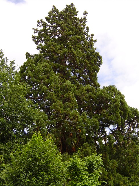 Séquoia géant Boulevard de la République